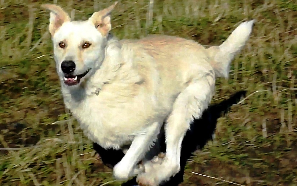 Buddy il cane soccorso in strada