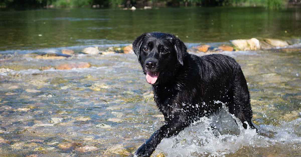 Cane salvato dal fiume ghiacciato