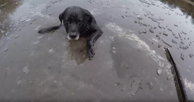 Il cane nuota in acqua