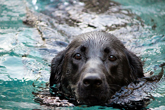 Il Labrador nero