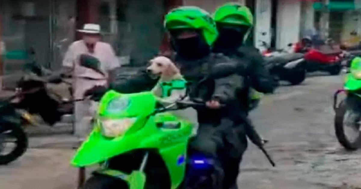 Cane salvato dalla polizia