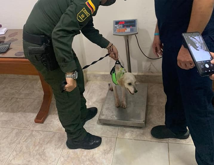 Cane  nella stazione di polizia