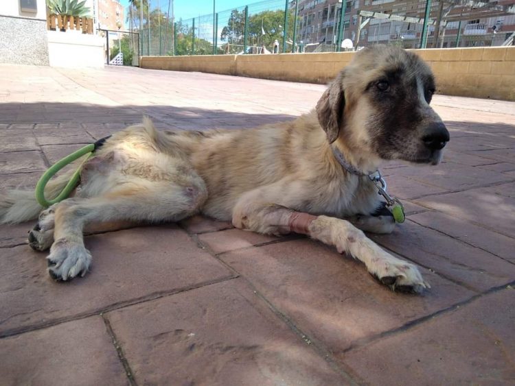 Il cane lentamente recupera