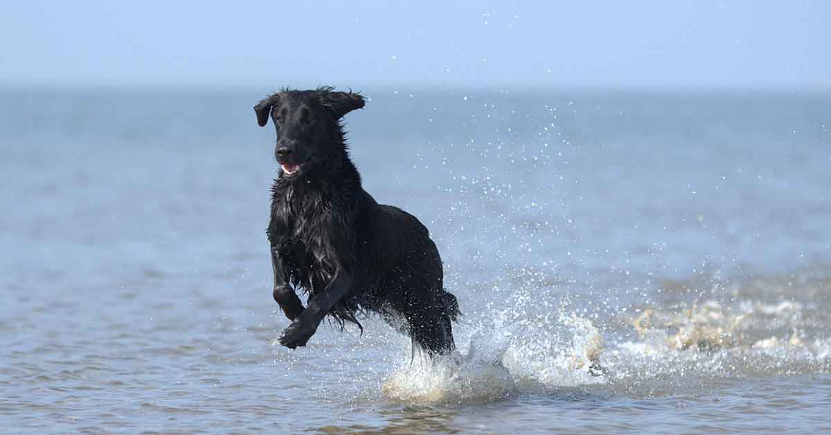 Cane salvato in mare