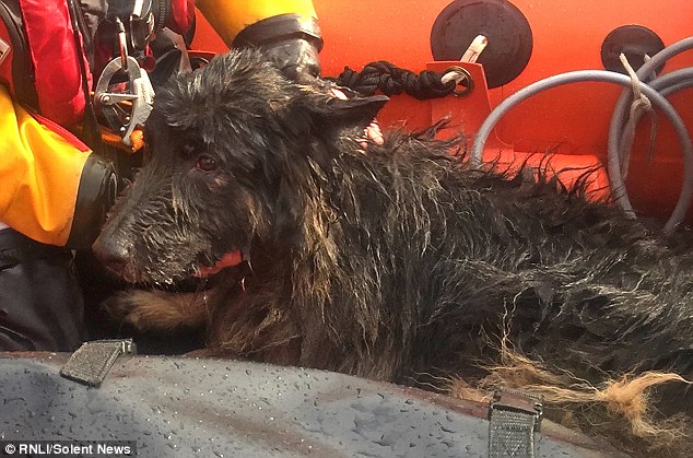 Storm il cane salvato in mare