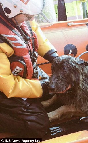 Il salvataggio del cane in mare