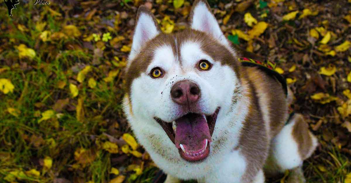 Cane triste, è stato abbandonato?