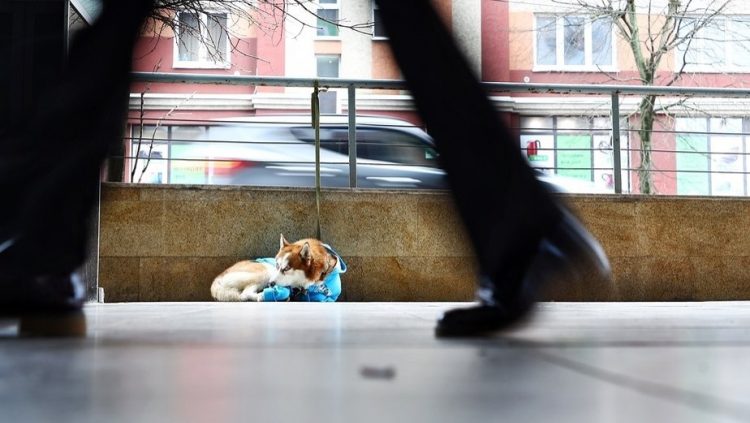 L'husky  legato fuori dal centro commerciale