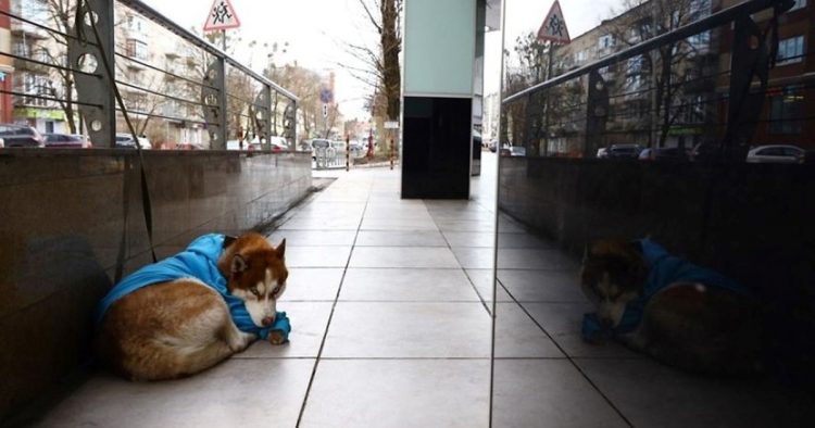 Il cane triste aspetta il proprietario