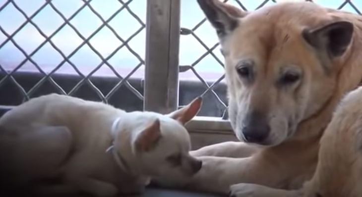 Bella e Snowball nel rifugio