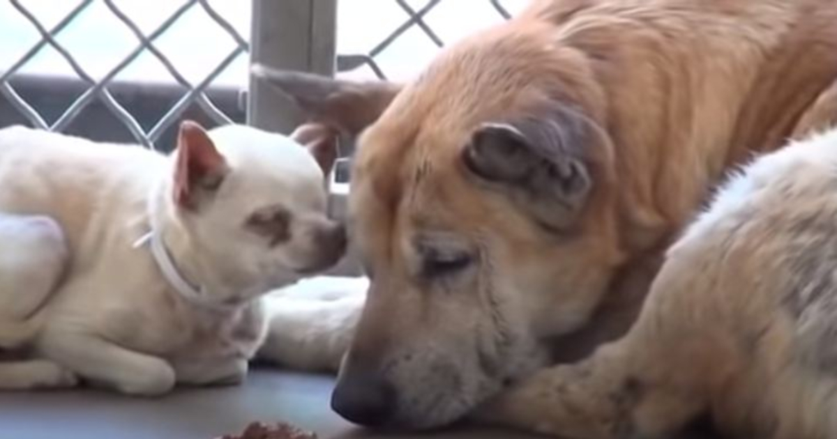 Cani anziani nel rifugio