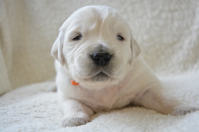 Cucciolo di cane assonnato