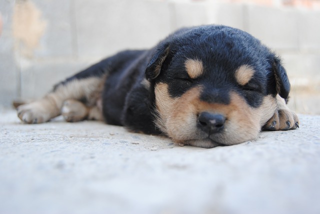 Cucciolo di cane dorme