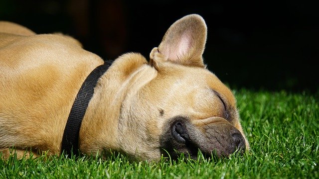 Cani addormentato nel prato