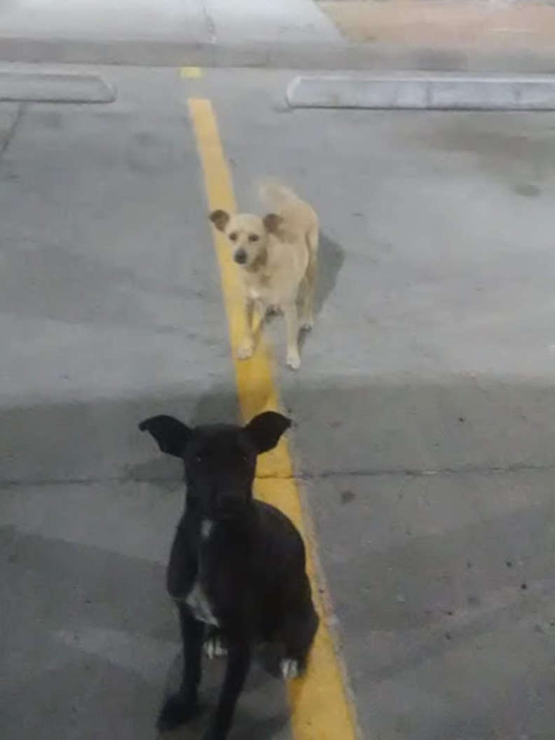 Il cane nero e il cane bianco
