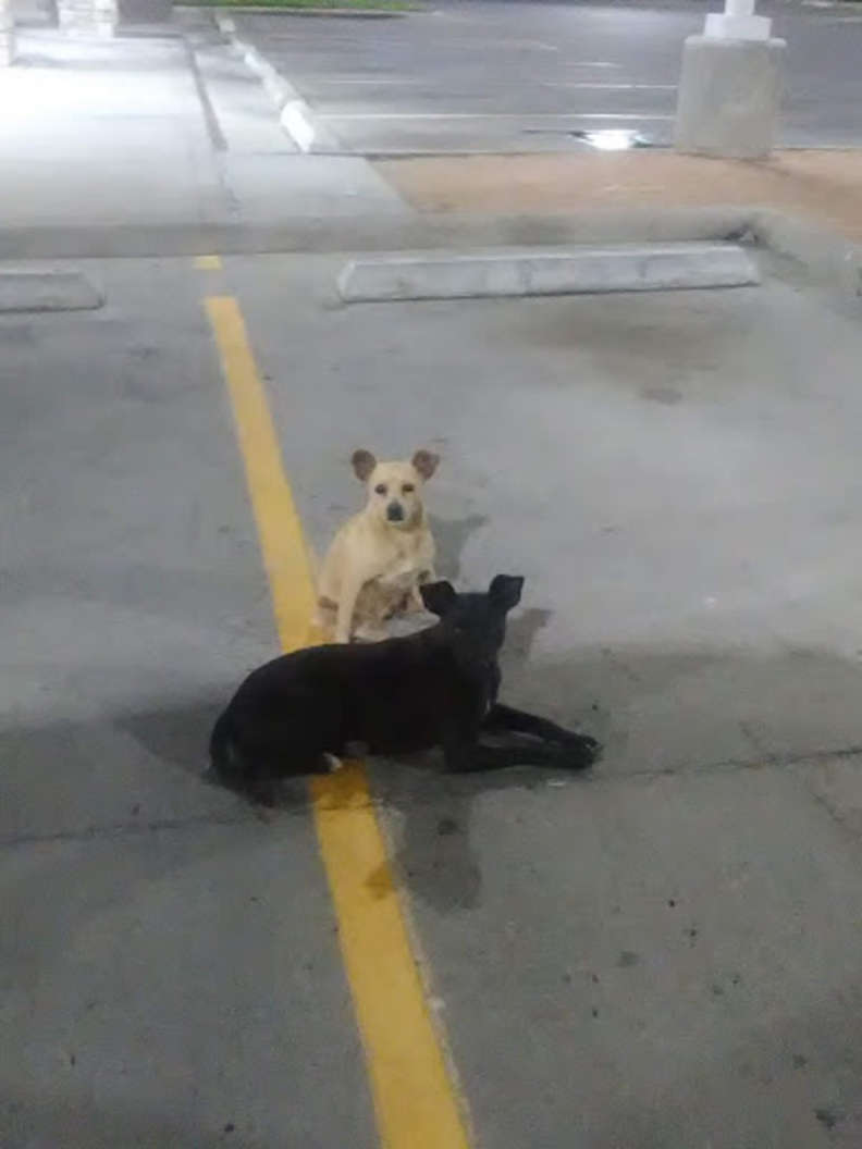 Cani randagi nel parcheggio