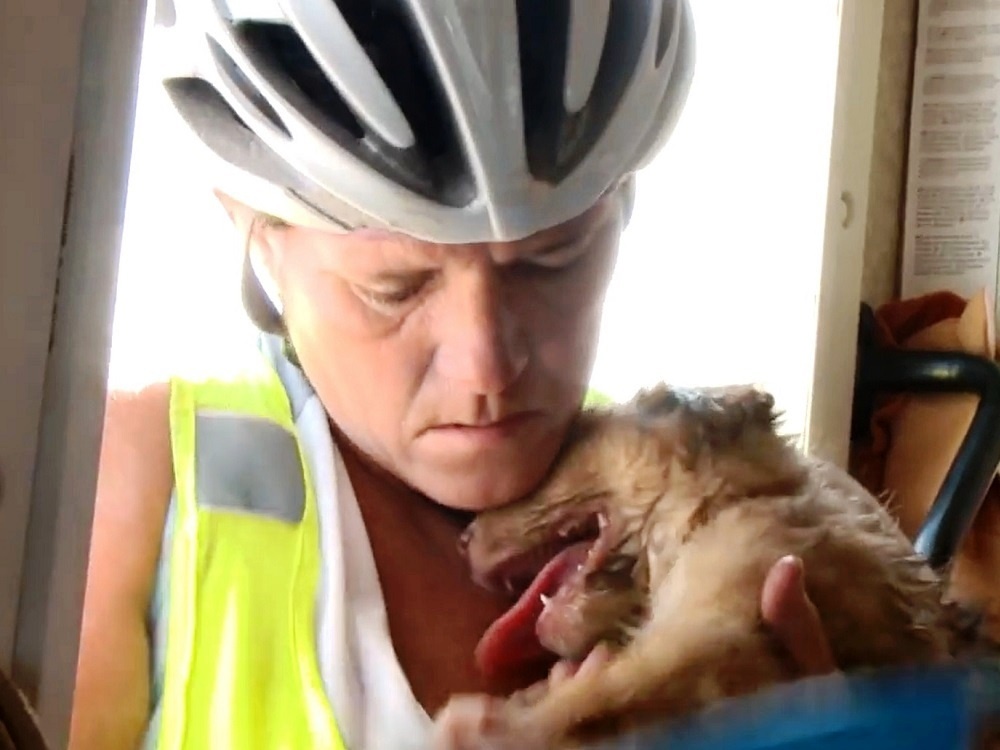Cane salvato da una ciclista 