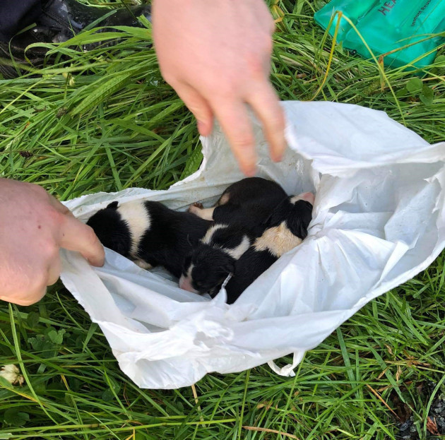 Cuccioli di Border Collie salvati