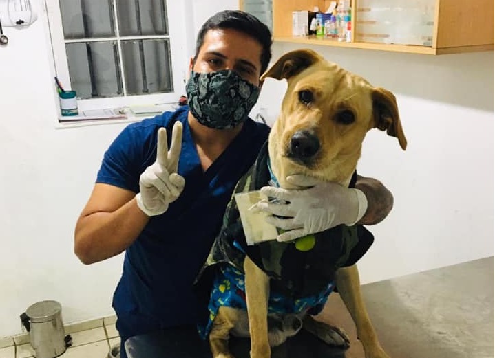 Cane soccorso davanti l'ospedale