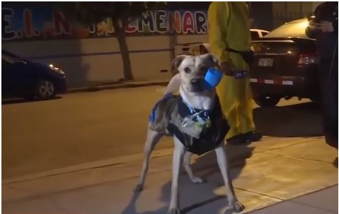 Il cane aspetta il padrone