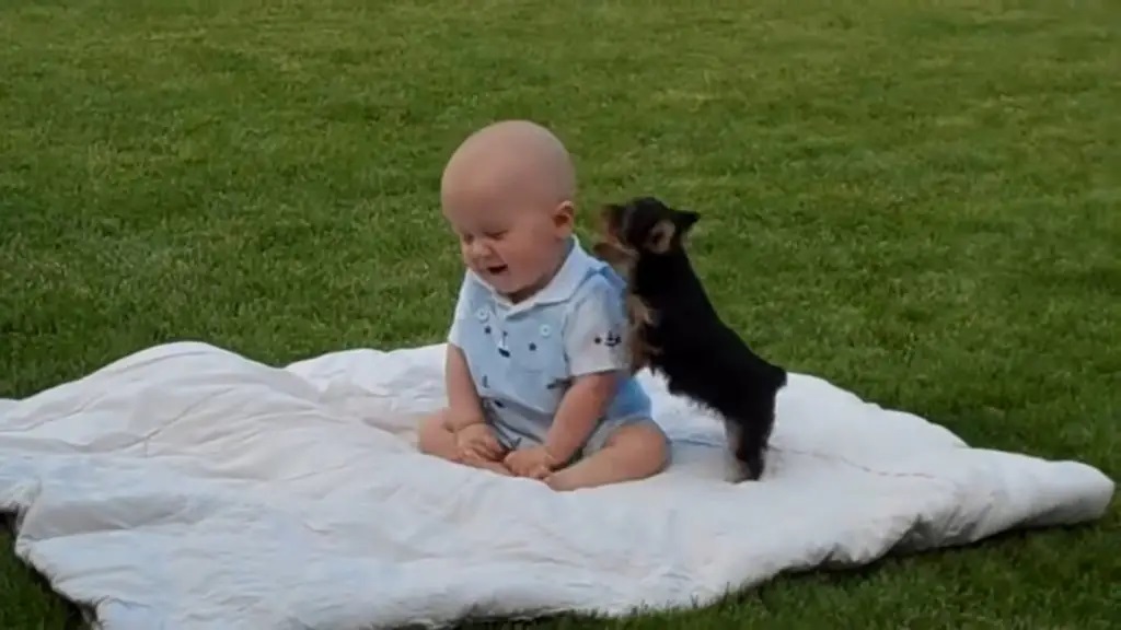 Bambino gioca con il cane