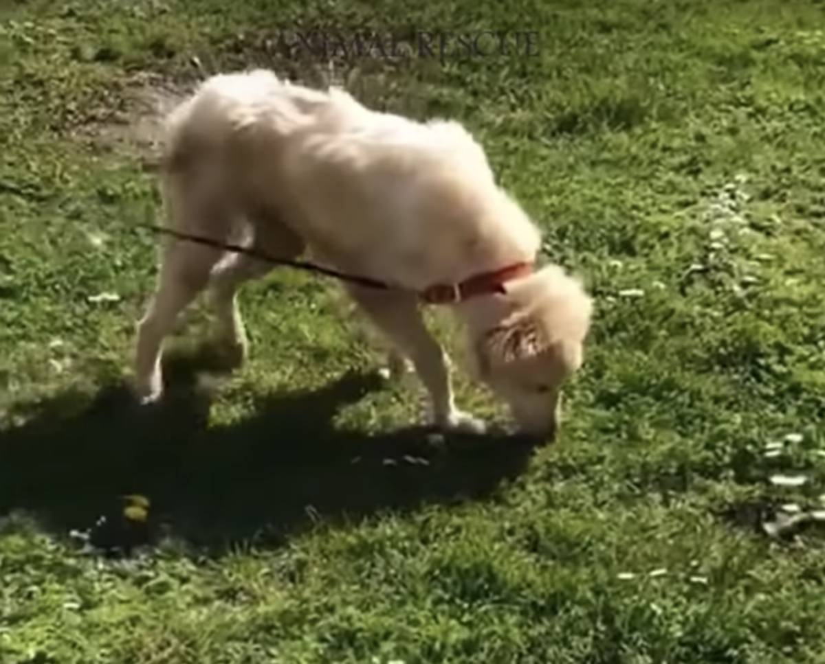 cane sul prato 