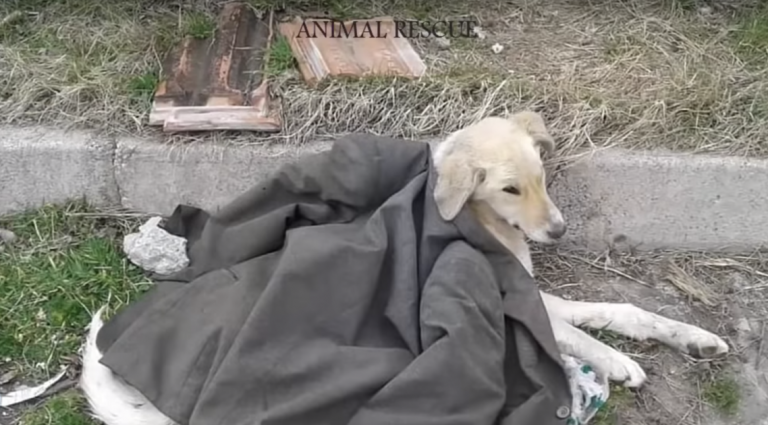 Cane disabile salvato dal marciapiede