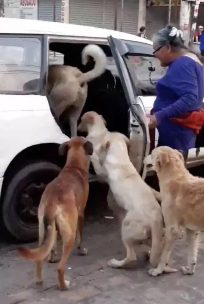 Donna adotta 8 cani randagi di strada