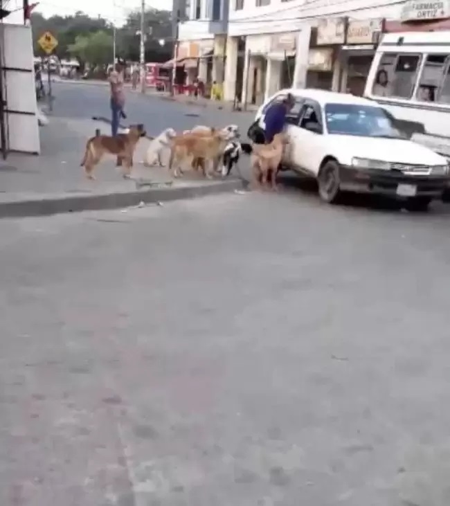 Taxi ospita i cani di strada