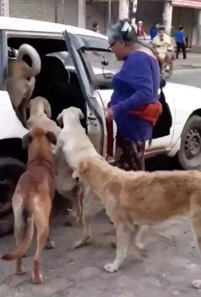 Cani in attesa di salire sul taxi