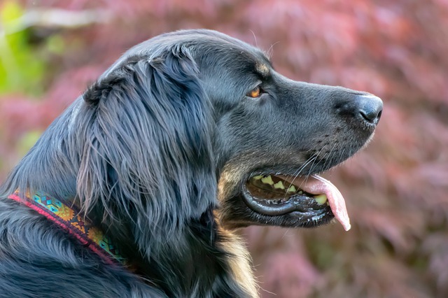 Il cane trovato per strada