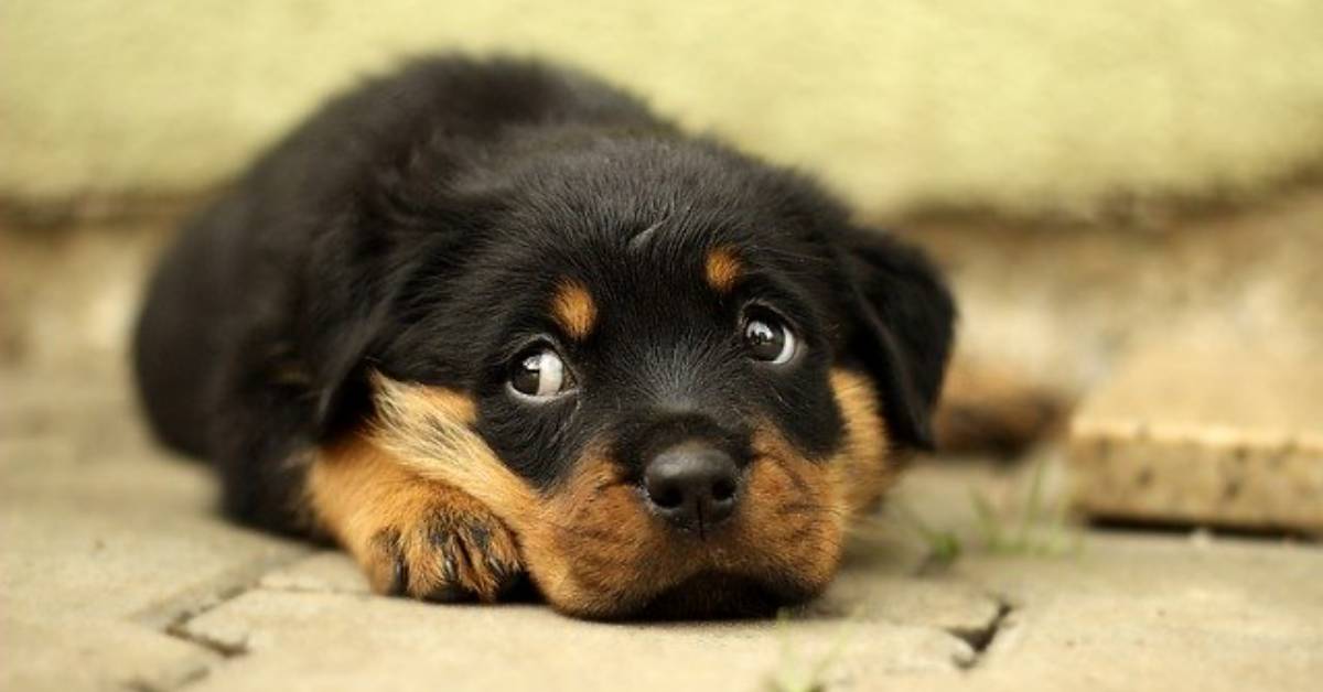 Donna investe il cane che la morde facendo finta di essere svenuto