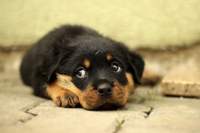 Cane fa finta di dormire