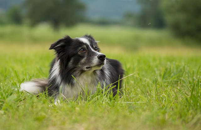 Cane bianco e nero