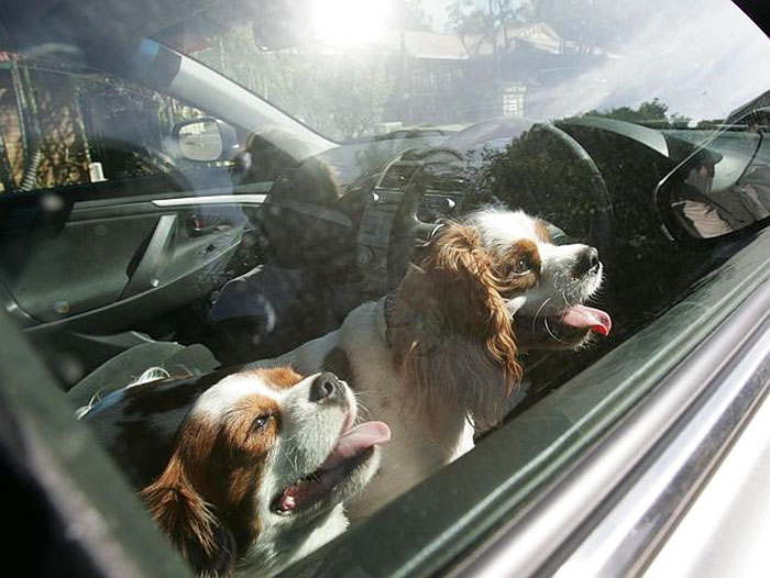 Figline, salvati due cani chiusi in macchina