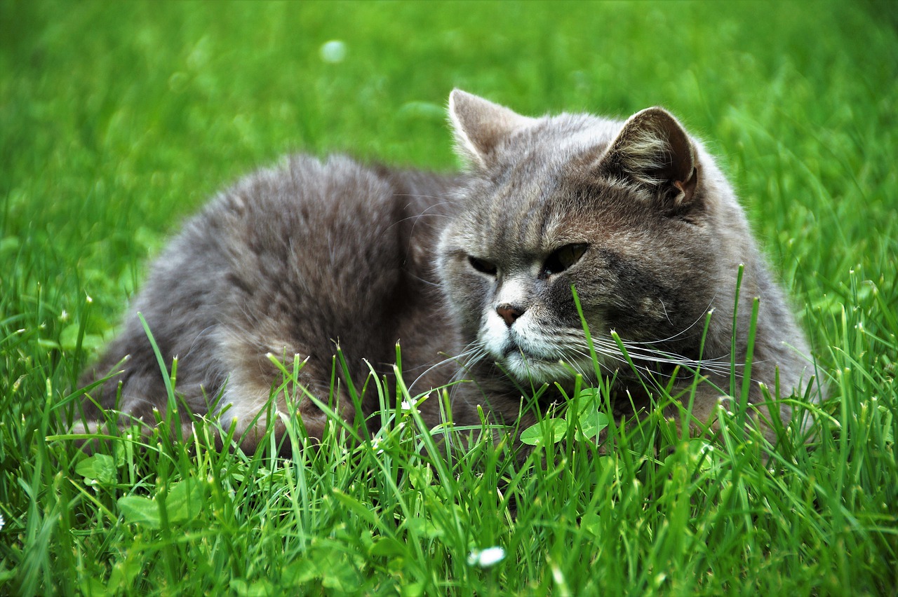 Il gatto obeso