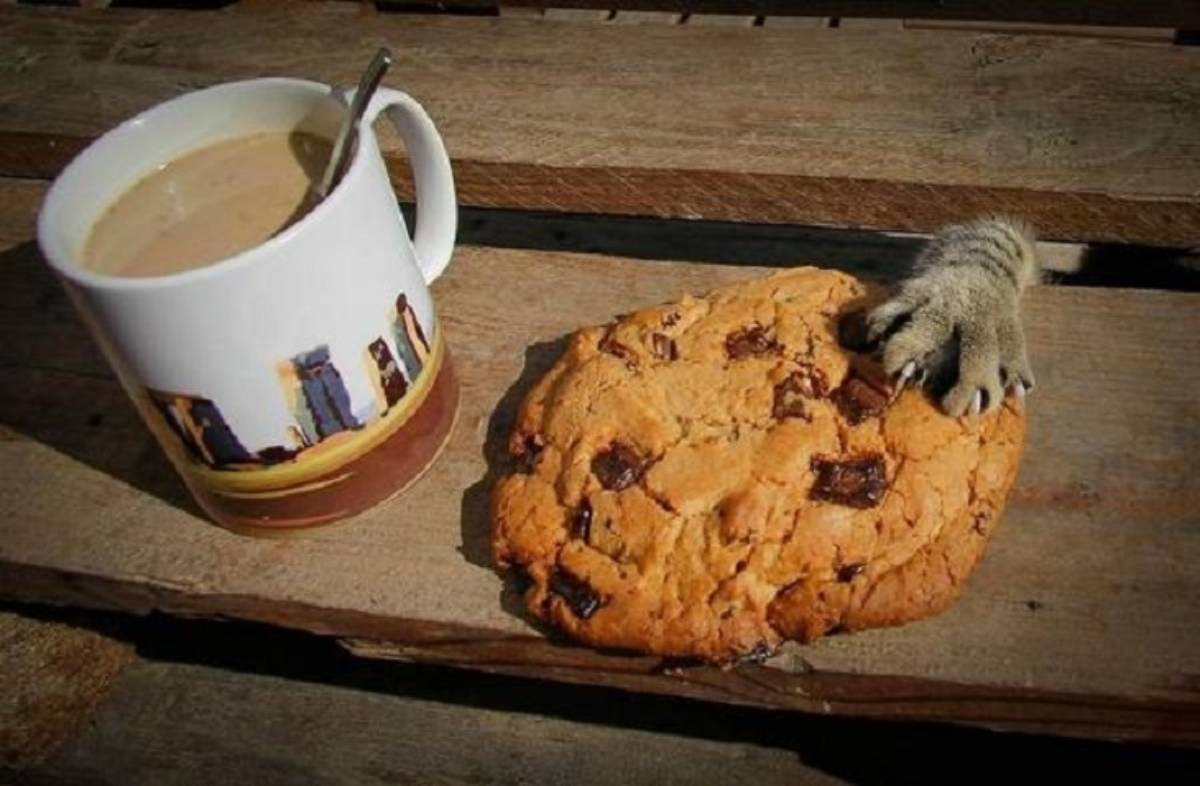 zampetta gatto biscotti e latte