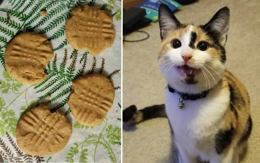 Gattina ghiotta cerca e trova un barattolo di biscotti da gustare (VIDEO)