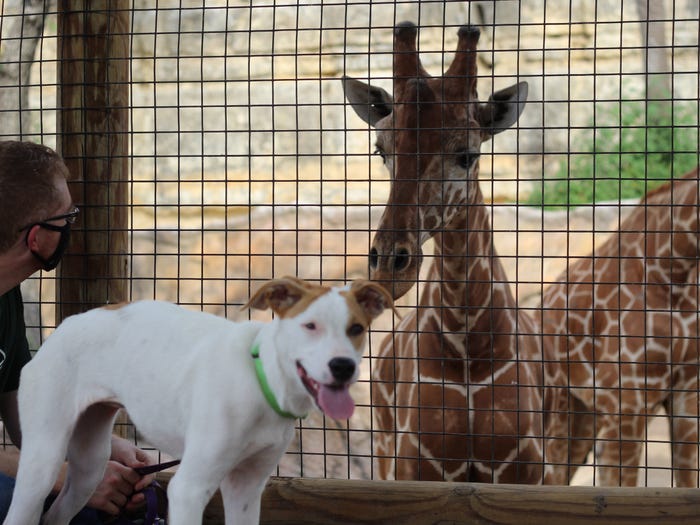 Il cucciolo e la giraffa