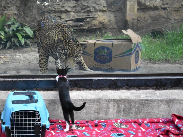 Il gattino e il grande felino