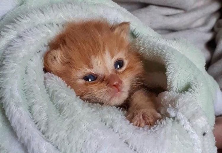 Gattino di una cucciolata salvato