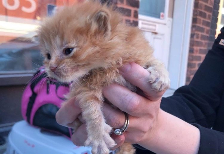 Il gattino che fa innamorare tutti