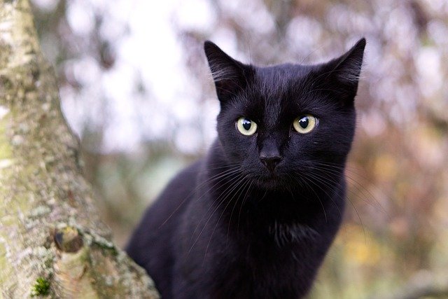 Gattino nero abbandonato