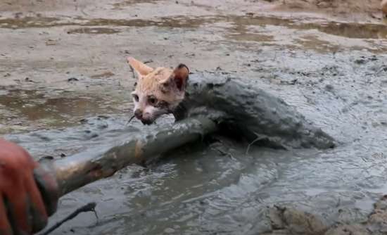 Gatto si arrampica sul ramo