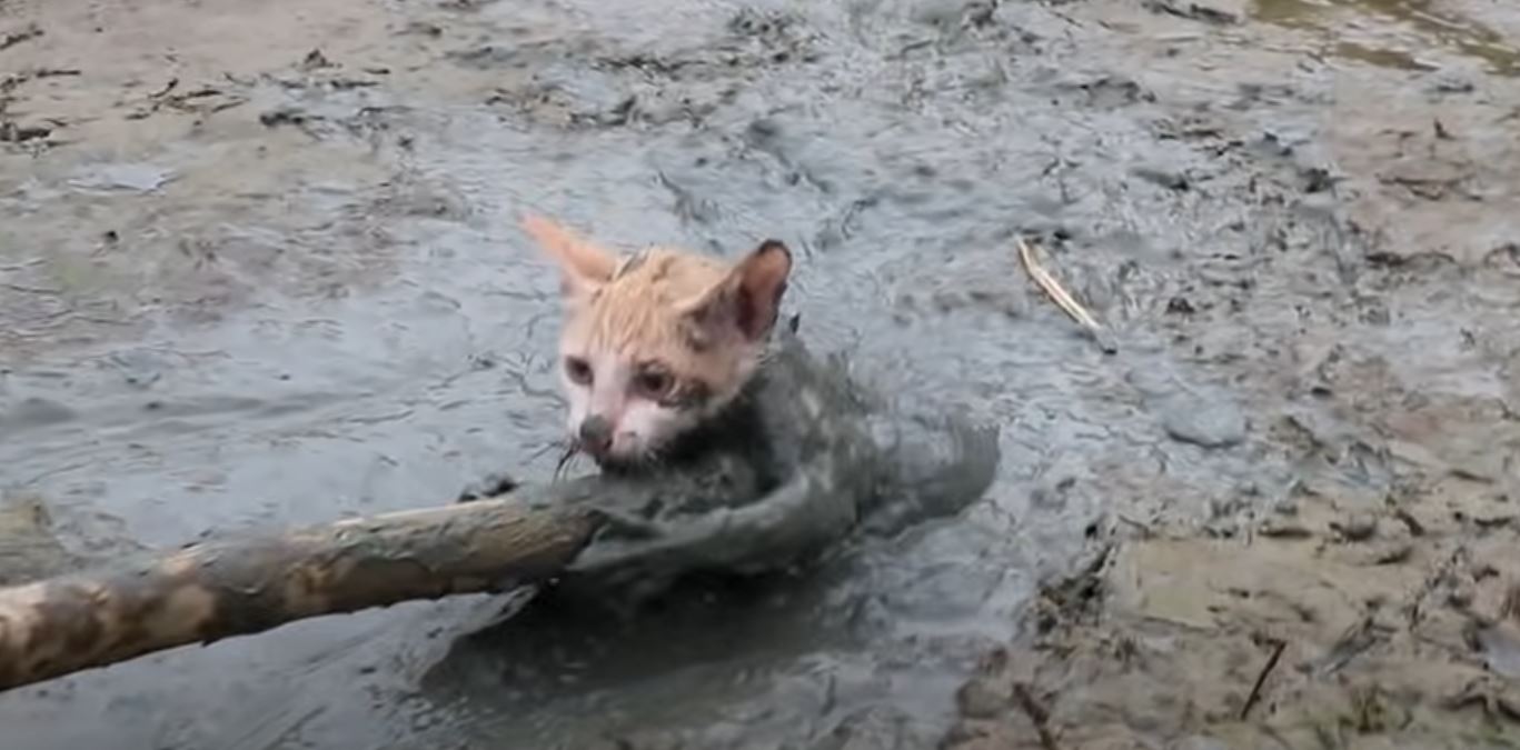 Il gatto sta affondando nel fango