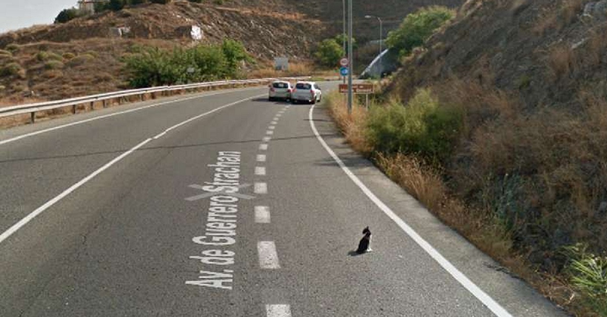 Gatto incastrato sulla strada, uomo fa di tutto per salvarlo