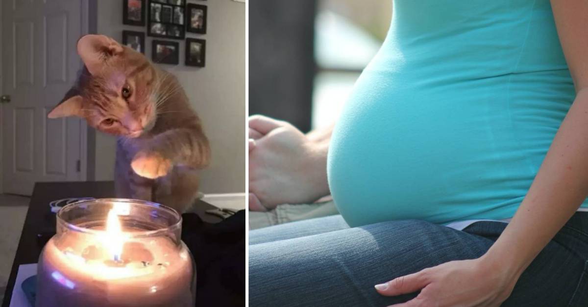 Gatto ritenuto responsabile della seconda gravidanza della sua umana