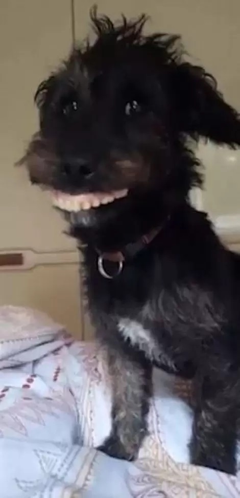 Milo il cane con una dentiera