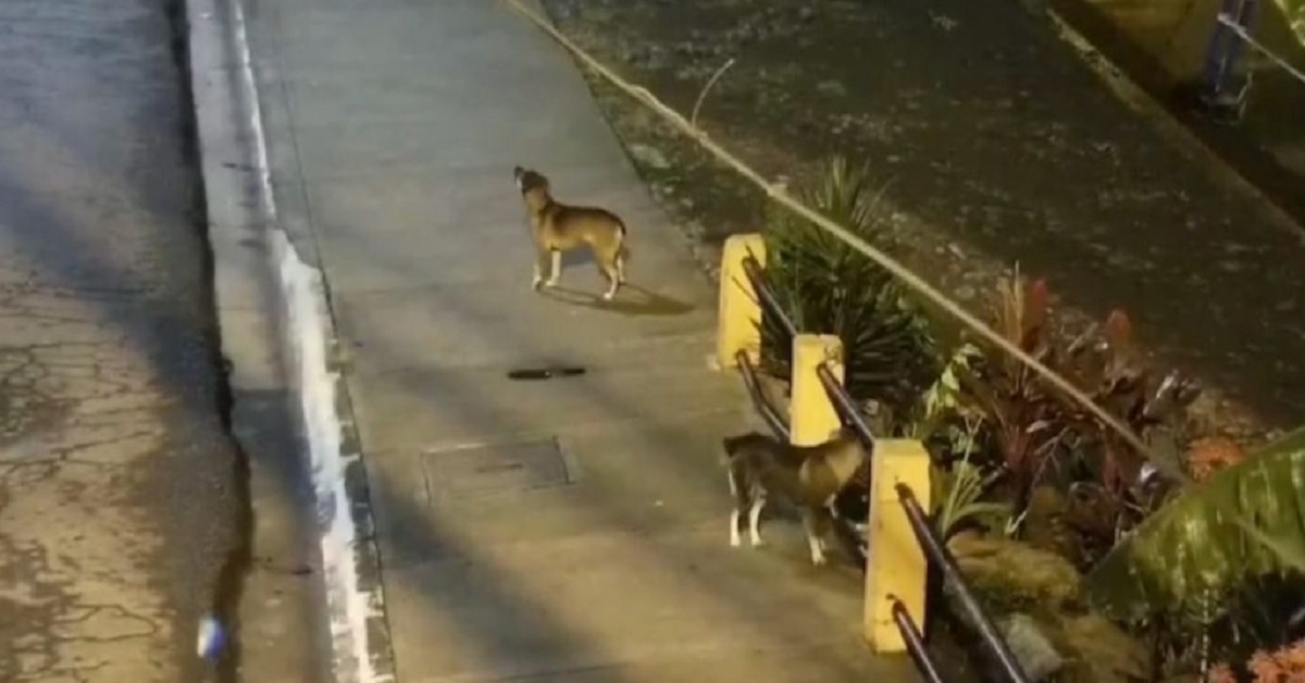 Cane randagio arresta ladro