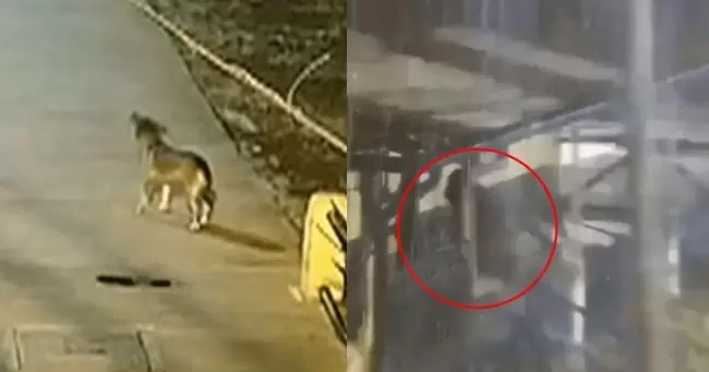 Il video del cane di strada